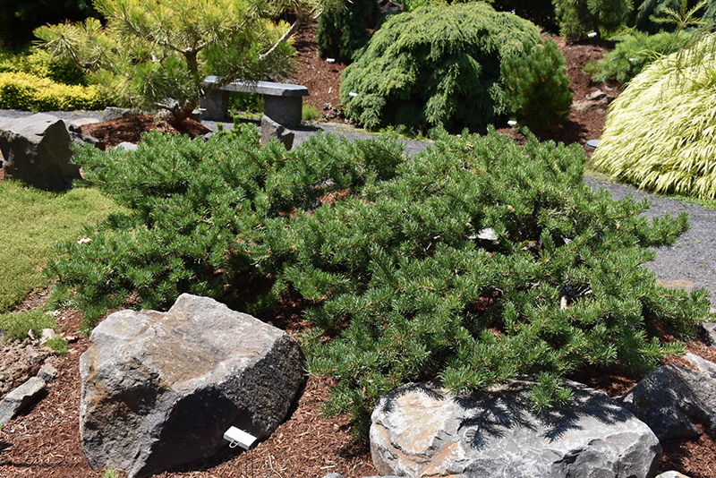 Shoodic Dwarf Jack Pine (Pinus banksiana 'Schoodic') at Begick Nursery