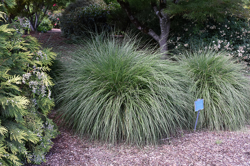Hameln Dwarf Fountain Grass (Pennisetum alopecuroides 'Hameln') at Begick Nursery