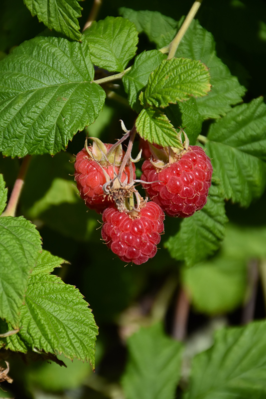Raspberry Shortcake Raspberry (Rubus 'NR7') at Begick Nursery