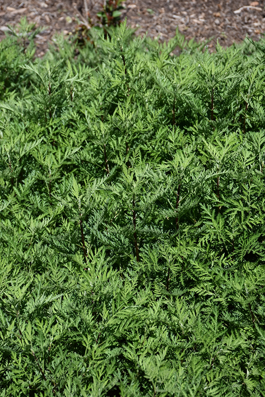 SunFern Olympia Russian Wormwood (Artemisia gmelinii 'Balfernlym') at Begick Nursery