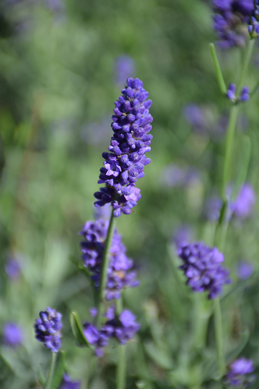 Sweet Romance Lavender (Lavandula angustifolia 'Kerlavangem') at Begick Nursery