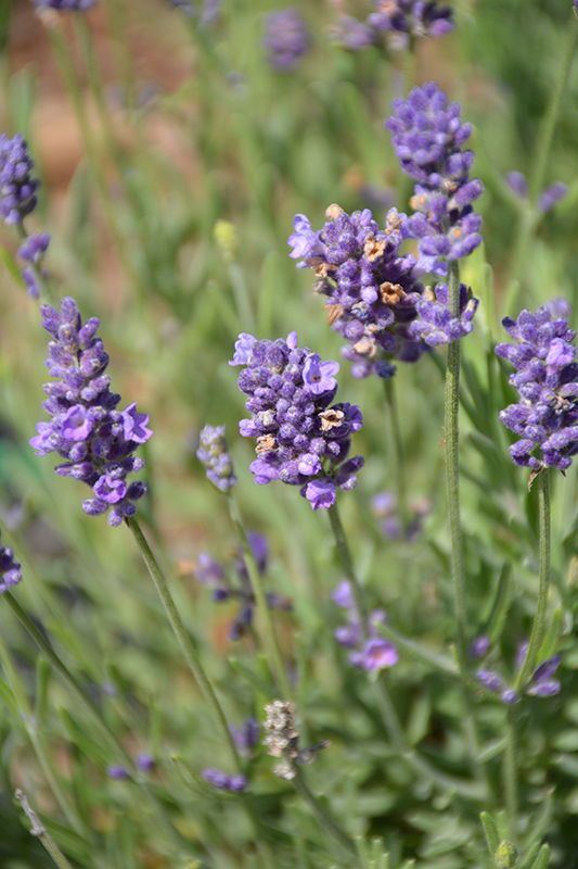 Ellagance Purple Lavender (Lavandula angustifolia 'Ellagance Purple') at Begick Nursery