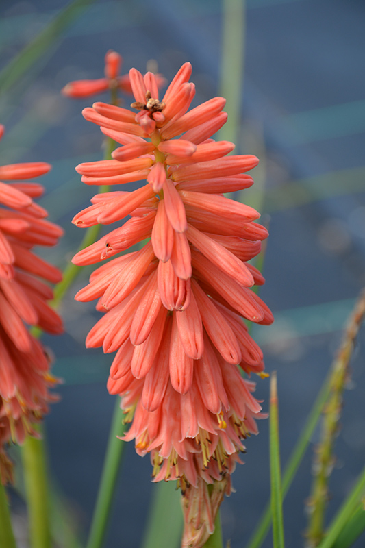 Redhot Popsicle Torchlily (Kniphofia 'Redhot Popsicle') at Begick Nursery