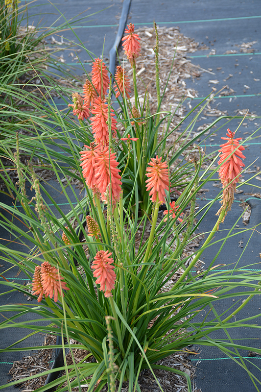 Redhot Popsicle Torchlily (Kniphofia 'Redhot Popsicle') at Begick Nursery
