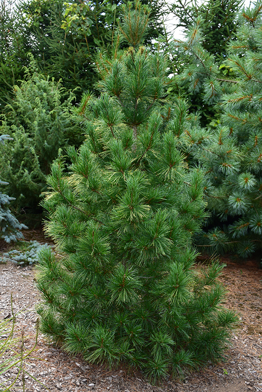 Columnar White Pine (Pinus strobus 'Fastigiata') at Begick Nursery