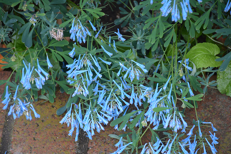 Hillier Porcelain Blue Corydalis (Corydalis flexuosa 'Hillier Porcelain Blue') at Begick Nursery