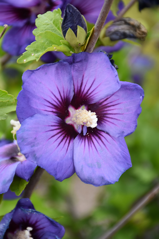 Chateau de Versailles Rose of Sharon (Hibiscus syriacus 'Minsyble9') at Begick Nursery