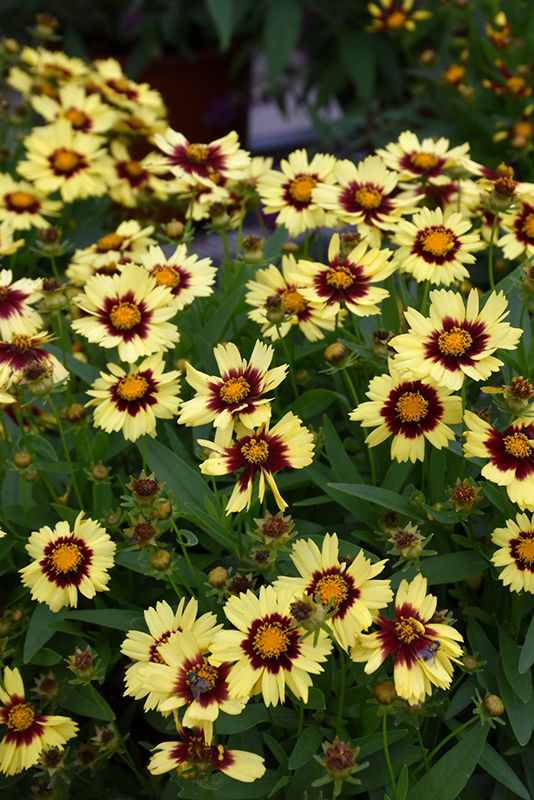 UpTick Yellow and Red Tickseed (Coreopsis 'Baluptowed') at Begick Nursery