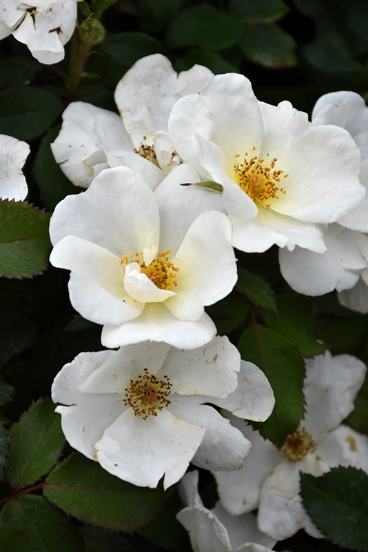 White Knock Out Rose (Rosa 'Radwhite') at Begick Nursery